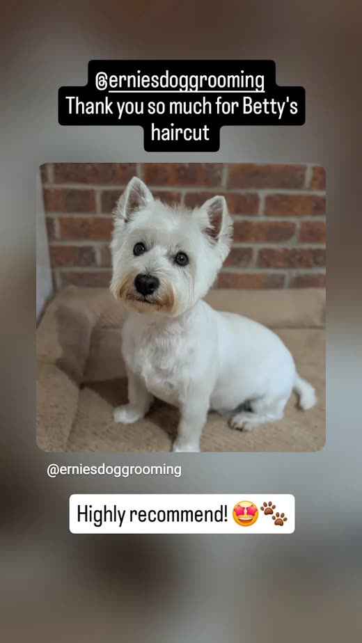 Tight crop of the groomed westie's head and shoulders
